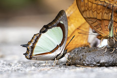 Polyura jalysus