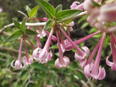 Bouvardia multiflora