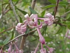 Bouvardia multiflora