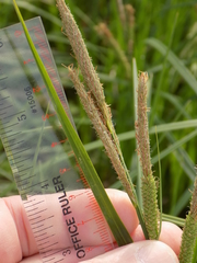 Carex emoryi