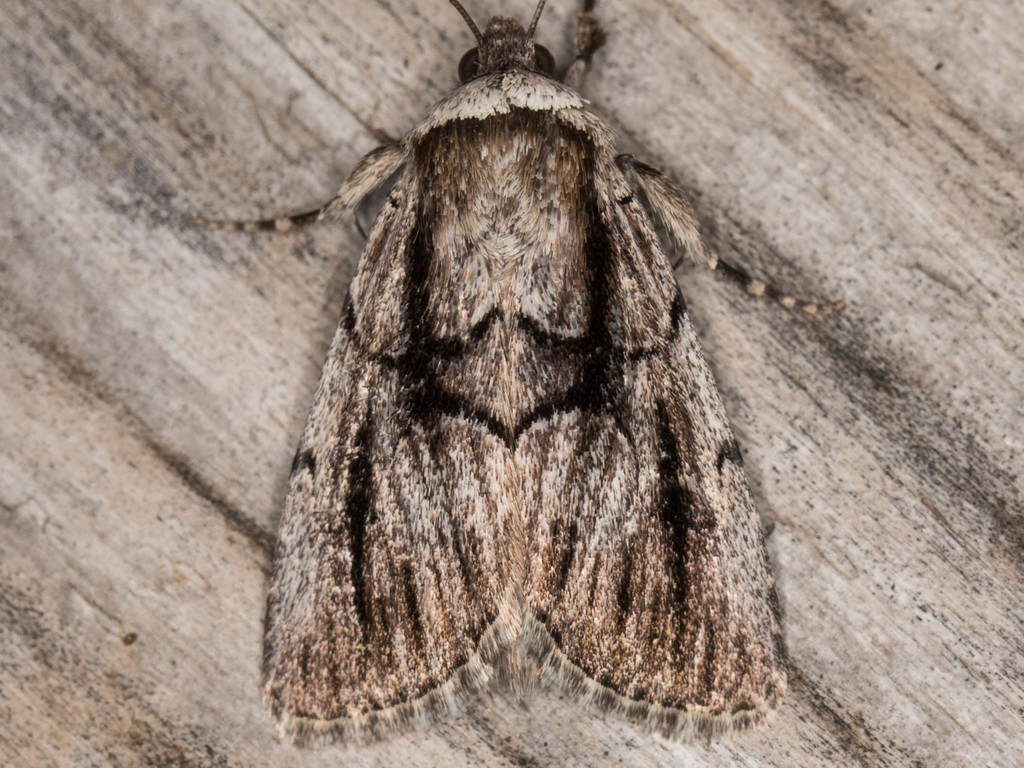 Sympistis fifia