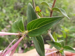 Bouvardia multiflora