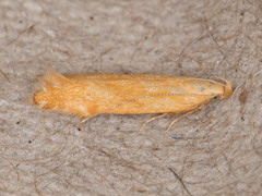 Monochroa placidella