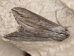 Sphinx sequoiae