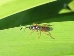 Ichneumon promissorius