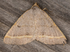 Macaria guenearia