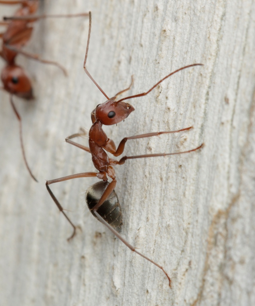 Camponotus wiederkehri