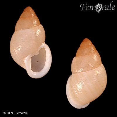 Similar Partula