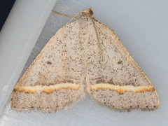 Macaria guenearia