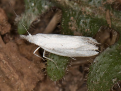 Euceratia castella