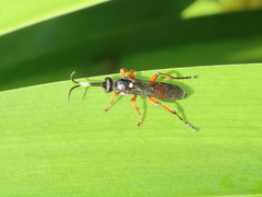 Ichneumon promissorius
