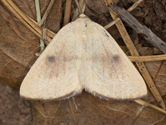Hesperumia fumosaria