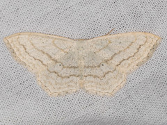 Scopula junctaria