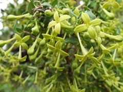 Bouvardia multiflora