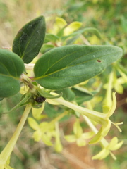 Bouvardia multiflora