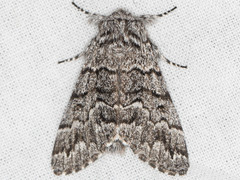 Panthea virginarius