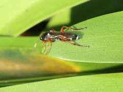 Ichneumon promissorius
