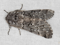 Panthea virginarius