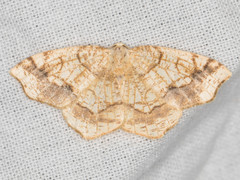 Nematocampa brehmeata