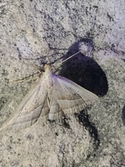 Macrochilo absorptalis
