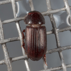 Ataenius strigatus