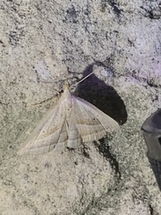 Macrochilo absorptalis