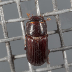 Ataenius strigatus