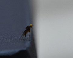 Chrysopilus quadratus