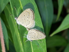 Zizula hylax pygmaea