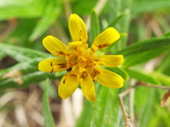 Trixis angustifolia