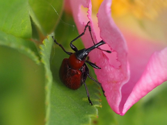 Merhynchites wickhami