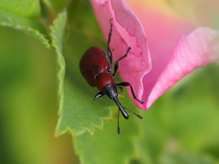 Merhynchites wickhami