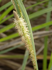 Carex emoryi