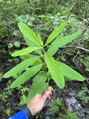 Hypericum walteri