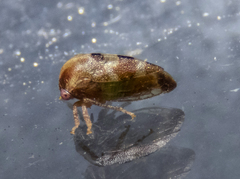 Cyrtolobus togatus