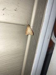 Diastictis