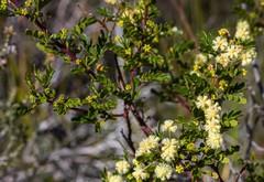 Acacia nigricans