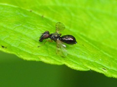 Rivellia maculipennis