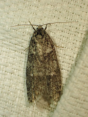 Semioscopis inornata