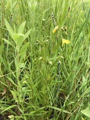 Lysimachia quadriflora