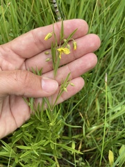 Lysimachia quadriflora