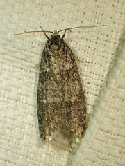 Semioscopis inornata
