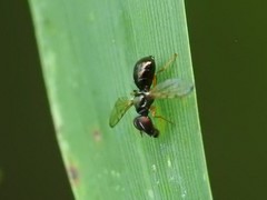 Rivellia maculipennis