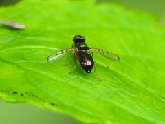 Rivellia maculipennis