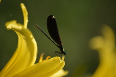 Calopteryx maculata