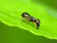 Rivellia maculipennis