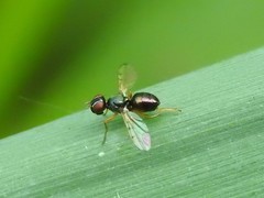 Rivellia maculipennis