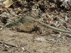 Aspidoscelis neomexicanus