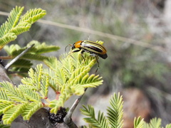 Triariodes admiratio