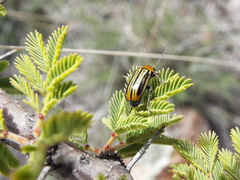 Triariodes admiratio